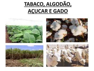 TABACO, ALGODÃO,
AÇUCAR E GADO
 