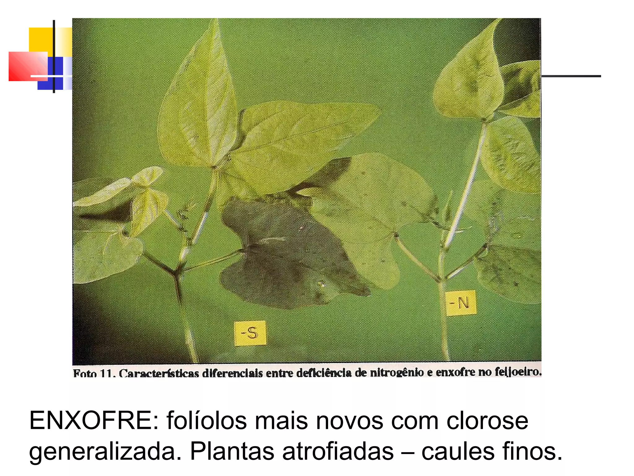 ENXOFRE: folíolos mais novos com clorose 
generalizada. Plantas atrofiadas – caules finos. 
 