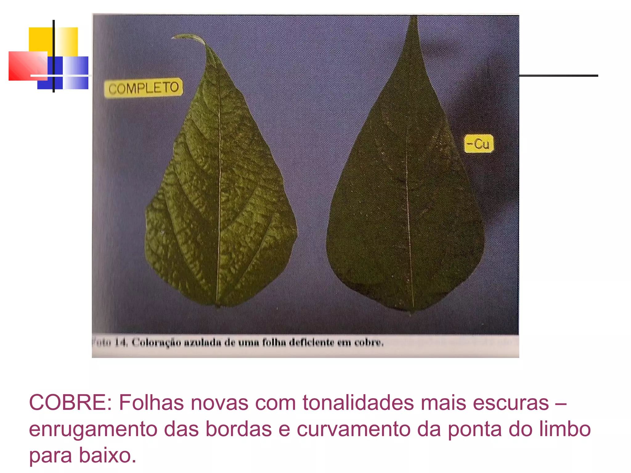 COBRE: Folhas novas com tonalidades mais escuras – 
enrugamento das bordas e curvamento da ponta do limbo 
para baixo. 
 