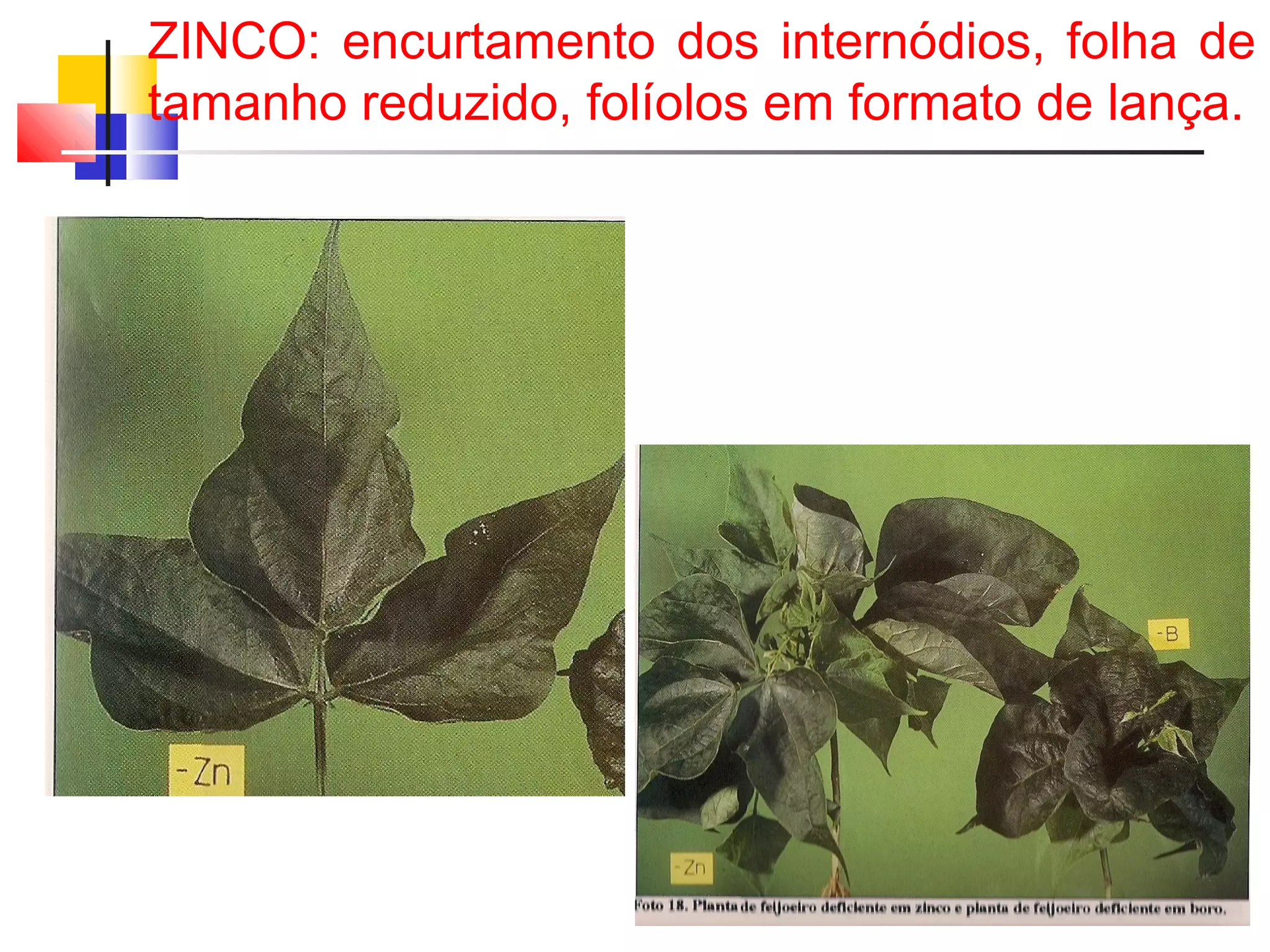 ZINCO: encurtamento dos internódios, folha de 
tamanho reduzido, folíolos em formato de lança. 
 