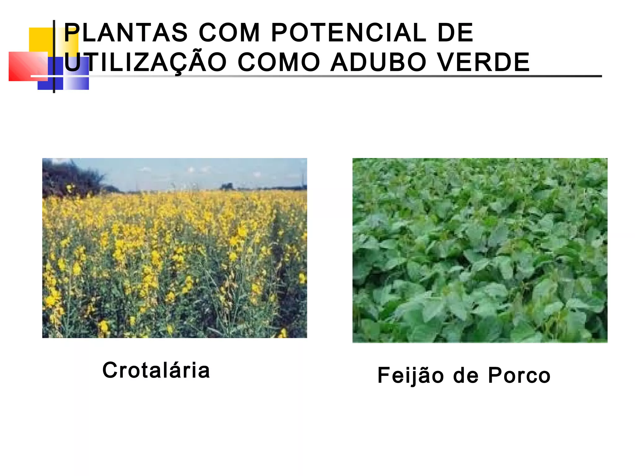 PLANTAS COM POTENCIAL DE 
UTILIZAÇÃO COMO ADUBO VERDE 
Crotalária 
Feijão de Porco 
 