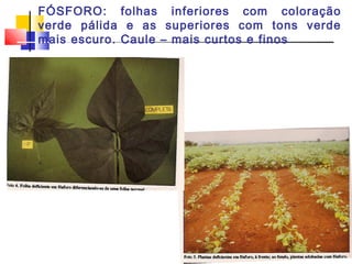 FÓSFORO: folhas inferiores com coloração 
verde pálida e as superiores com tons verde 
mais escuro. Caule – mais curtos e finos 
 