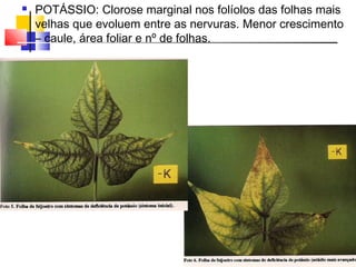  POTÁSSIO: Clorose marginal nos folíolos das folhas mais 
velhas que evoluem entre as nervuras. Menor crescimento 
– caule, área foliar e nº de folhas. 
 