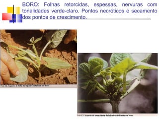 BORO: Folhas retorcidas, espessas, nervuras com 
tonalidades verde-claro. Pontos necróticos e secamento 
dos pontos de crescimento. 
 