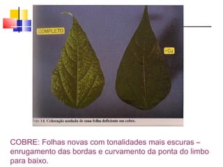 COBRE: Folhas novas com tonalidades mais escuras – 
enrugamento das bordas e curvamento da ponta do limbo 
para baixo. 
 