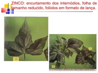ZINCO: encurtamento dos internódios, folha de 
tamanho reduzido, folíolos em formato de lança. 
 