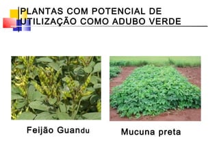 PLANTAS COM POTENCIAL DE 
UTILIZAÇÃO COMO ADUBO VERDE 
Feijão Guandu Mucuna preta 
 