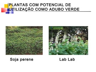 PLANTAS COM POTENCIAL DE 
UTILIZAÇÃO COMO ADUBO VERDE 
Soja perene Lab Lab 
 