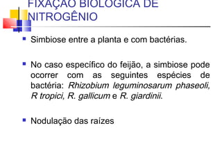 FIXAÇÃO BIOLÓGICA DE 
NITROGÊNIO 
 Simbiose entre a planta e com bactérias. 
 No caso específico do feijão, a simbiose pode 
ocorrer com as seguintes espécies de 
bactéria: Rhizobium leguminosarum phaseoli, 
R tropici, R. gallicum e R. giardinii. 
 Nodulação das raízes 
 