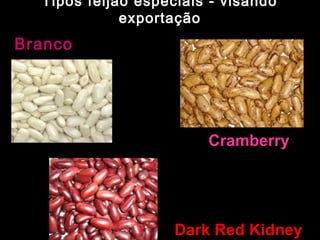 Tipos feijão especiais - visando 
exportação 
Branco 
Cramberry 
Dark Red Kidney 
 