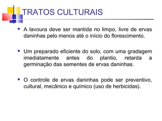 TRATOS CULTURAIS 
 A lavoura deve ser mantida no limpo, livre de ervas 
daninhas pelo menos até o início do florescimento. 
 Um preparado eficiente do solo, com uma gradagem 
imediatamente antes do plantio, retarda a 
germinação das sementes de ervas daninhas. 
 O controle de ervas daninhas pode ser preventivo, 
cultural, mecânico e químico (uso de herbicidas). 
 