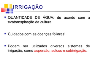 IRRIGAÇÃO 
 QUANTIDADE DE ÁGUA: de acordo com a 
evatranspiração da cultura; 
 Cuidados com as doenças foliares! 
 Podem ser utilizados diversos sistemas de 
irrigação, como aspersão, sulcos e subirrigação. 
 