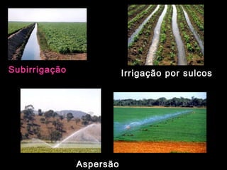 Subirrigação Irrigação por sulcos 
Aspersão 
 