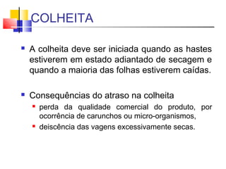 COLHEITA 
 A colheita deve ser iniciada quando as hastes 
estiverem em estado adiantado de secagem e 
quando a maioria das folhas estiverem caídas. 
 Consequências do atraso na colheita 
 perda da qualidade comercial do produto, por 
ocorrência de carunchos ou micro-organismos, 
 deiscência das vagens excessivamente secas. 
 