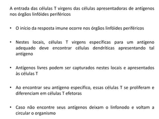 A entrada das células T virgens das células apresentadoras de antígenos
nos órgãos linfóides periféricos
• O início da resposta imune ocorre nos órgãos linfóides periféricos
• Nestes locais, células T virgens específicas para um antígeno
adequado deve encontrar células dendríticas apresentando tal
antígeno
• Antígenos livres podem ser capturados nestes locais e apresentados
às células T
• Ao encontrar seu antígeno específico, essas células T se proliferam e
diferenciam em células T efetoras
• Caso não encontre seus antígenos deixam o linfonodo e voltam a
circular o organismo
 