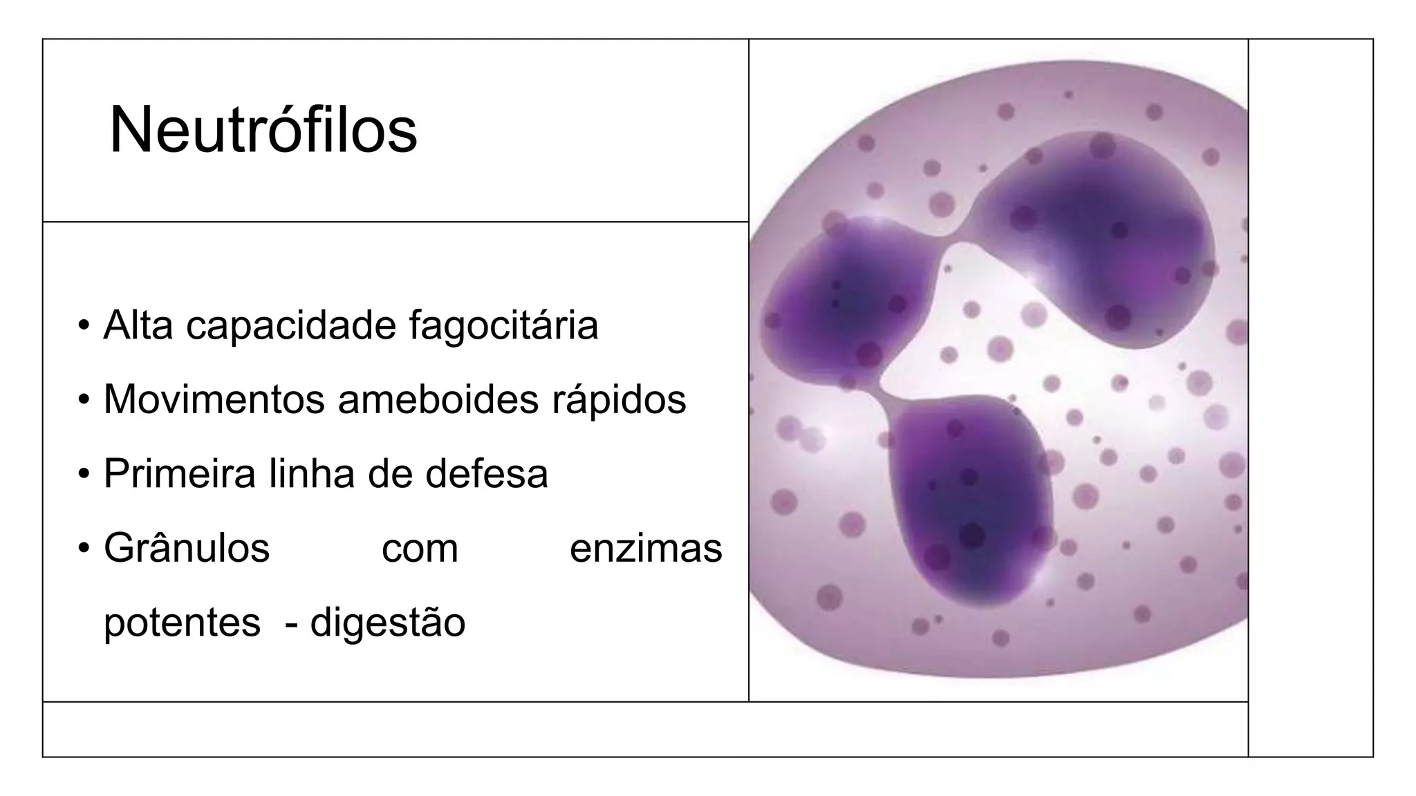 Neutrófilos
• Alta capacidade fagocitária
• Movimentos ameboides rápidos
• Primeira linha de defesa
• Grânulos com enzimas
potentes - digestão
 