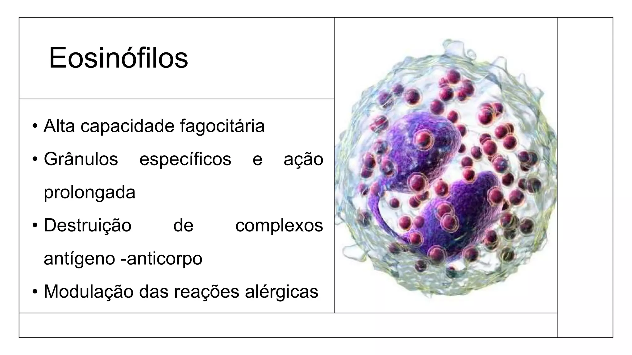 Eosinófilos
• Alta capacidade fagocitária
• Grânulos específicos e ação
prolongada
• Destruição de complexos
antígeno -anticorpo
• Modulação das reações alérgicas
 