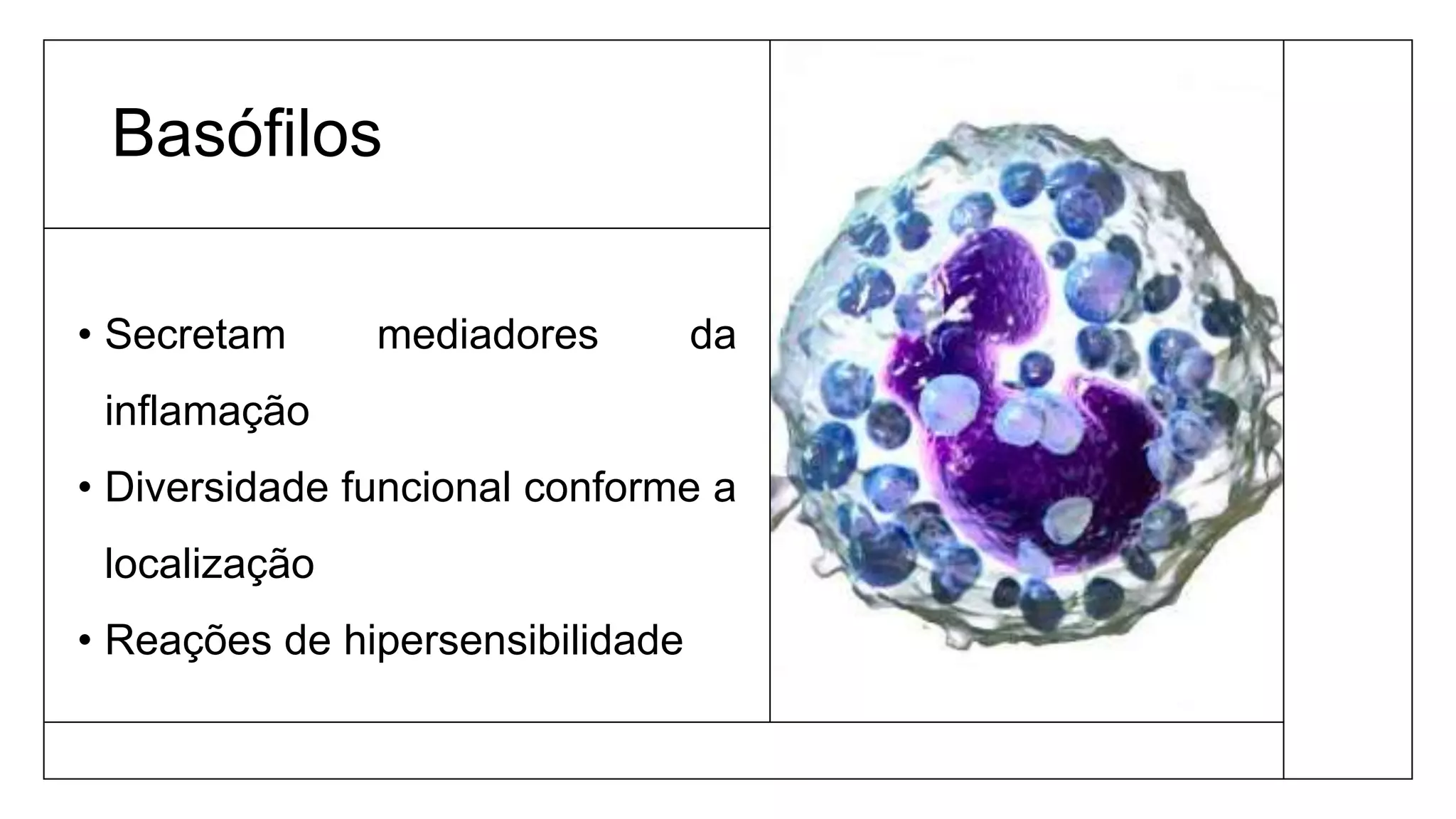 Basófilos
• Secretam mediadores da
inflamação
• Diversidade funcional conforme a
localização
• Reações de hipersensibilidade
 