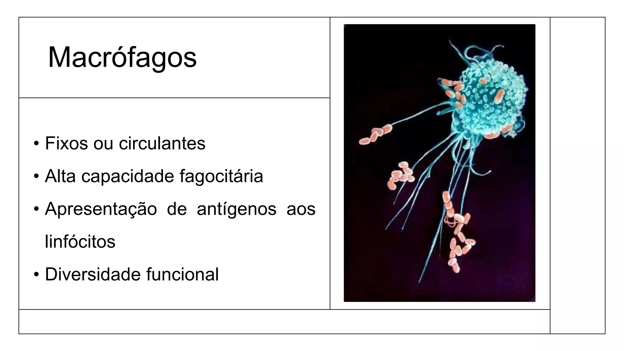 Macrófagos
• Fixos ou circulantes
• Alta capacidade fagocitária
• Apresentação de antígenos aos
linfócitos
• Diversidade funcional
 