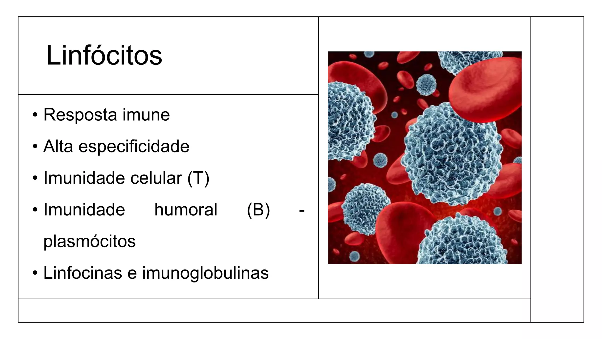 Linfócitos
• Resposta imune
• Alta especificidade
• Imunidade celular (T)
• Imunidade humoral (B) -
plasmócitos
• Linfocinas e imunoglobulinas
 
