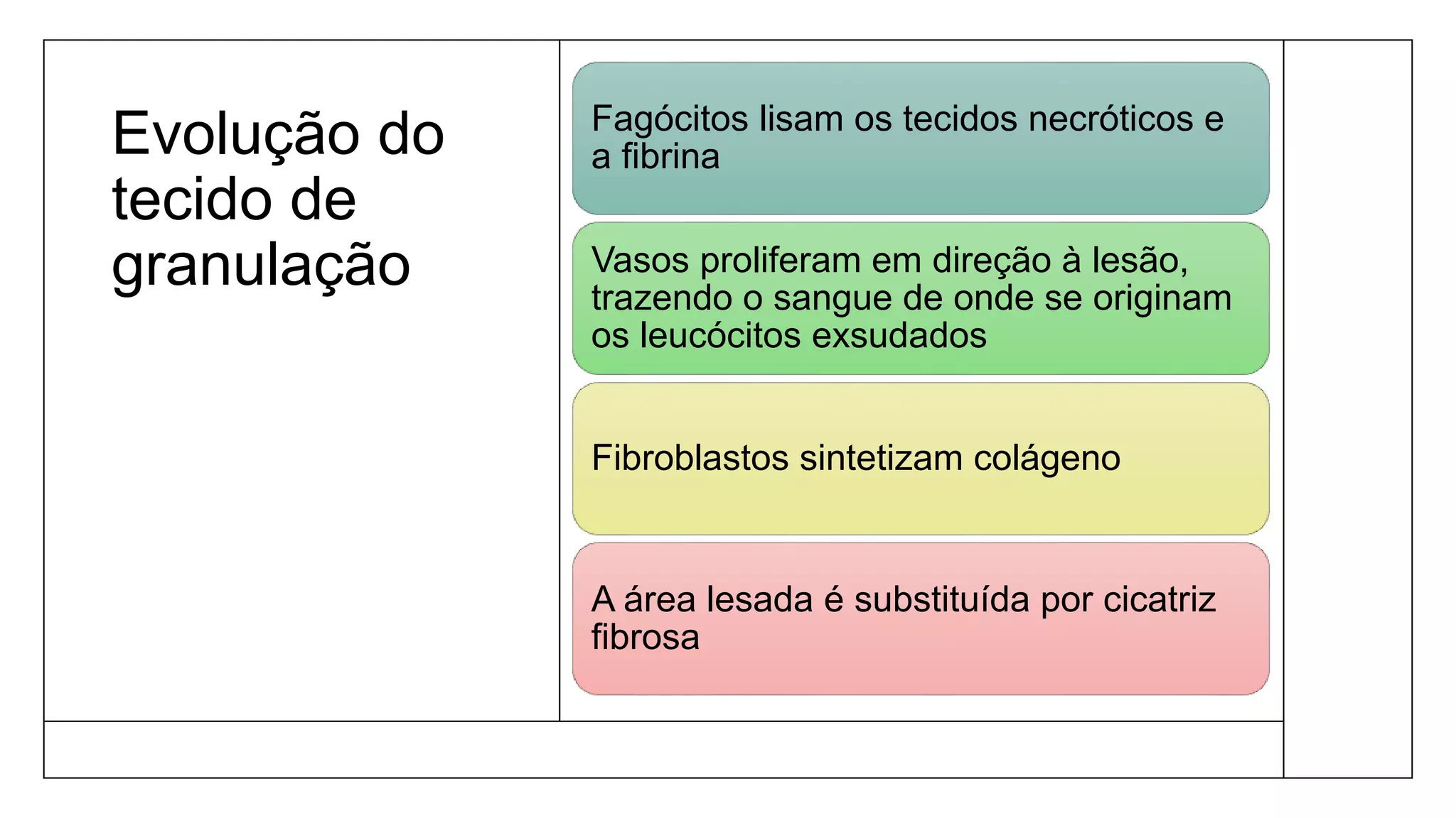 Evolução do
tecido de
granulação
Fagócitos lisam os tecidos necróticos e
a fibrina
Vasos proliferam em direção à lesão,
trazendo o sangue de onde se originam
os leucócitos exsudados
Fibroblastos sintetizam colágeno
A área lesada é substituída por cicatriz
fibrosa
 