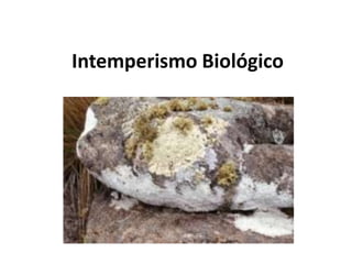 Intemperismo Biológico