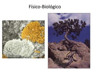 Físico-Biológico