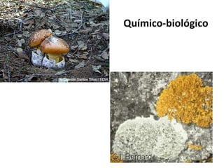 Químico-biológico
