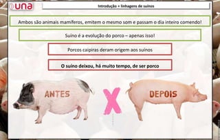 Introdução + linhagens de suínos
Ambos são animais mamíferos, emitem o mesmo som e passam o dia inteiro comendo!
Porcos caipiras deram origem aos suínos
O suíno deixou, há muito tempo, de ser porco
Suíno é a evolução do porco – apenas isso!
 