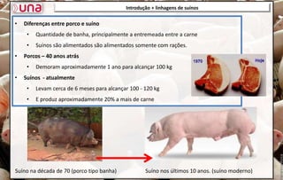 Introdução + linhagens de suínos
• Diferenças entre porco e suíno
• Quantidade de banha, principalmente a entremeada entre a carne
• Suínos são alimentados são alimentados somente com rações.
• Porcos – 40 anos atrás
• Demoram aproximadamente 1 ano para alcançar 100 kg
• Suínos - atualmente
• Levam cerca de 6 meses para alcançar 100 - 120 kg
• E produz aproximadamente 20% a mais de carne
Suíno na década de 70 (porco tipo banha) Suíno nos últimos 10 anos. (suíno moderno)
 