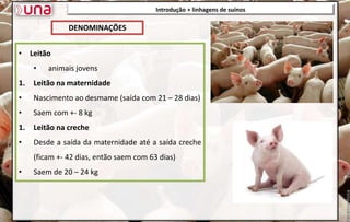 Introdução + linhagens de suínos
• Leitão
• animais jovens
1. Leitão na maternidade
• Nascimento ao desmame (saída com 21 – 28 dias)
• Saem com +- 8 kg
1. Leitão na creche
• Desde a saída da maternidade até a saída creche
(ficam +- 42 dias, então saem com 63 dias)
• Saem de 20 – 24 kg
DENOMINAÇÕES
 