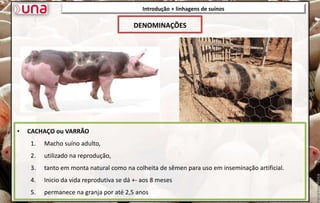 Introdução + linhagens de suínos
• CACHAÇO ou VARRÃO
1. Macho suíno adulto,
2. utilizado na reprodução,
3. tanto em monta natural como na colheita de sêmen para uso em inseminação artificial.
4. Inicio da vida reprodutiva se dá +- aos 8 meses
5. permanece na granja por até 2,5 anos
DENOMINAÇÕES
 