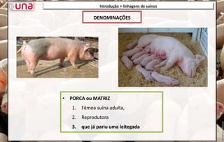Introdução + linhagens de suínos
• PORCA ou MATRIZ
1. Fêmea suína adulta,
2. Reprodutora
3. que já pariu uma leitegada
DENOMINAÇÕES
 