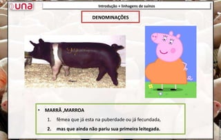 Introdução + linhagens de suínos
• MARRÃ ,MARROA
1. fêmea que já esta na puberdade ou já fecundada,
2. mas que ainda não pariu sua primeira leitegada.
DENOMINAÇÕES
 