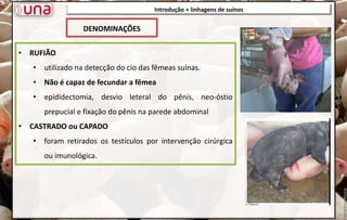 Introdução + linhagens de suínos
• RUFIÃO
• utilizado na detecção do cio das fêmeas suínas.
• Não é capaz de fecundar a fêmea
• epididectomia, desvio leteral do pênis, neo-óstio
prepucial e fixação do pênis na parede abdominal
• CASTRADO ou CAPADO
• foram retirados os testículos por intervenção cirúrgica
ou imunológica.
DENOMINAÇÕES
 