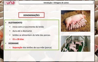 Introdução + linhagens de suínos
• ALEITAMENTO
• inicia com o nascimento do leitão
• dura até o desmame
• leitões se alimentam do leite das porcas.
• 21 a 28 dias
• DESMAME
• Separação dos leitões de sua mãe (porca).
DENOMINAÇÕES
 