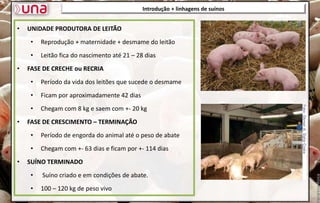 Introdução + linhagens de suínos
• UNIDADE PRODUTORA DE LEITÃO
• Reprodução + maternidade + desmame do leitão
• Leitão fica do nascimento até 21 – 28 dias
• FASE DE CRECHE ou RECRIA
• Período da vida dos leitões que sucede o desmame
• Ficam por aproximadamente 42 dias
• Chegam com 8 kg e saem com +- 20 kg
• FASE DE CRESCIMENTO – TERMINAÇÃO
• Período de engorda do animal até o peso de abate
• Chegam com +- 63 dias e ficam por +- 114 dias
• SUÍNO TERMINADO
• Suíno criado e em condições de abate.
• 100 – 120 kg de peso vivo
 