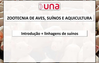 ZOOTECNIA DE AVES, SUÍNOS E AQUICULTURA
Introdução + linhagens de suínos
 