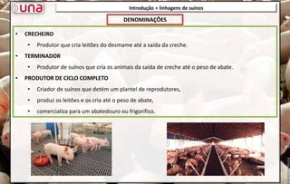 • CRECHEIRO
• Produtor que cria leitões do desmame até a saída da creche.
• TERMINADOR
• Produtor de suínos que cria os animais da saída de creche até o peso de abate.
• PRODUTOR DE CICLO COMPLETO
• Criador de suínos que detém um plantel de reprodutores,
• produz os leitões e os cria até o peso de abate,
• comercializa para um abatedouro ou frigorífico.
Introdução + linhagens de suínos
DENOMINAÇÕES
 
