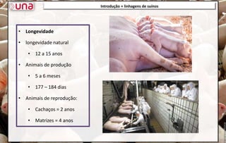 Introdução + linhagens de suínos
• Longevidade
• longevidade natural
• 12 a 15 anos
• Animais de produção
• 5 a 6 meses
• 177 – 184 dias
• Animais de reprodução:
• Cachaços = 2 anos
• Matrizes = 4 anos
 
