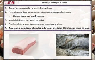 1. Aparelho termorregulador pouco desenvolvido
2. Necessitam de água para manterem temperatura corporal adequada
• Usavam lama para se refrescarem
3. sensibilidade a temperaturas elevadas;
4. O suíno adulto apresenta uma espessa camada de gordura.
5. Apresenta a maioria das glândulas sudoríparas atrofiadas dificultando a perda de calor.
Introdução + linhagens de suínos
 