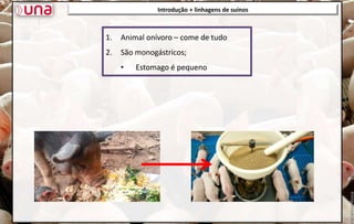 1. Animal onívoro – come de tudo
2. São monogástricos;
• Estomago é pequeno
Introdução + linhagens de suínos
 