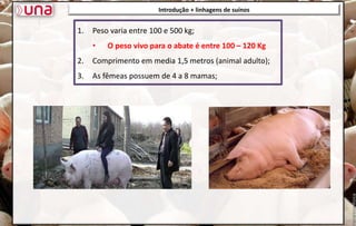1. Peso varia entre 100 e 500 kg;
• O peso vivo para o abate é entre 100 – 120 Kg
2. Comprimento em media 1,5 metros (animal adulto);
3. As fêmeas possuem de 4 a 8 mamas;
Introdução + linhagens de suínos
 