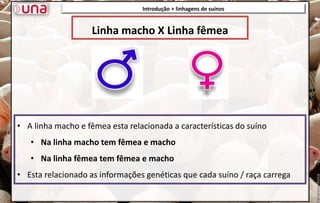 Introdução + linhagens de suínos
• A linha macho e fêmea esta relacionada a características do suíno
• Na linha macho tem fêmea e macho
• Na linha fêmea tem fêmea e macho
• Esta relacionado as informações genéticas que cada suíno / raça carrega
Linha macho X Linha fêmea
 