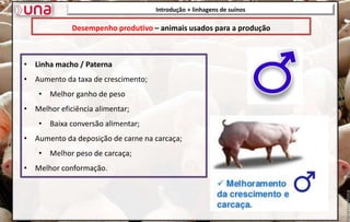 Introdução + linhagens de suínos
• Linha macho / Paterna
• Aumento da taxa de crescimento;
• Melhor ganho de peso
• Melhor eficiência alimentar;
• Baixa conversão alimentar;
• Aumento da deposição de carne na carcaça;
• Melhor peso de carcaça;
• Melhor conformação.
Desempenho produtivo – animais usados para a produção
 