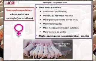 Introdução + linhagens de suínos
• Linha fêmea / Materna
• Aumento da prolificidade;
• Melhoria da habilidade materna;
• Maior produção de leite e nº de tetas;
• Melhores leitegadas;
• Mães menos agressivas com os leitões.
• Maior número de leitões
• Machos podem passar essas características - genética
Desempenho reprodutivo –
animais usados para
reprodução (macho e fêmea)
 