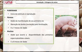 • PUBERDADE
• Inicio do estímulo à reprodução
• Fêmeas
• Idade da manifestação de seu primeiro cio
• liberação de óvulos (ovulação) para fertilização,
• 4 a 7 meses de idade
• Machos
• idade que ocorre a disponibilidade dos primeiros
espermatozóides viáveis.
• 5 a 8 meses de idade
Introdução + linhagens de suínos
 