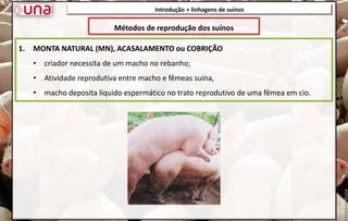1. MONTA NATURAL (MN), ACASALAMENTO ou COBRIÇÃO
• criador necessita de um macho no rebanho;
• Atividade reprodutiva entre macho e fêmeas suína,
• macho deposita líquido espermático no trato reprodutivo de uma fêmea em cio.
Introdução + linhagens de suínos
Métodos de reprodução dos suínos
 