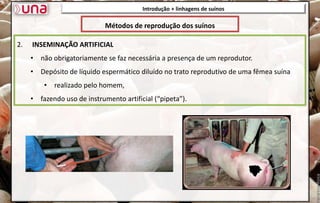 2. INSEMINAÇÃO ARTIFICIAL
• não obrigatoriamente se faz necessária a presença de um reprodutor.
• Depósito de líquido espermático diluído no trato reprodutivo de uma fêmea suína
• realizado pelo homem,
• fazendo uso de instrumento artificial (“pipeta”).
Introdução + linhagens de suínos
Métodos de reprodução dos suínos
 