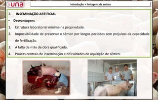 2. INSEMINAÇÃO ARTIFICIAL
• Desvantagens
1. Estrutura laboratorial mínima na propriedade.
2. Impossibilidade de preservar o sêmen por longos períodos sem prejuízos da capacidade
de fertilização.
3. A falta de mão de obra qualificada.
4. Poucas centrais de inseminação e dificuldades de aquisição de sêmen.
Introdução + linhagens de suínos
 